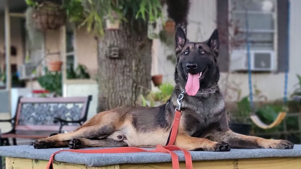 Dog Master K9