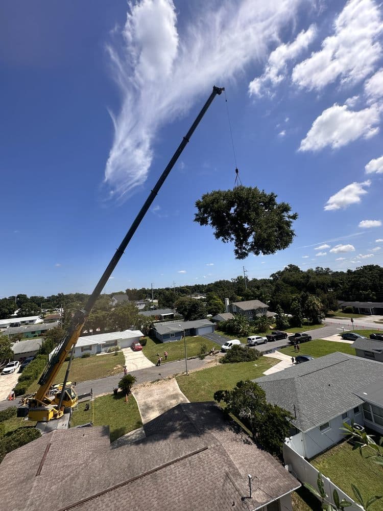 Sacred Tree Service