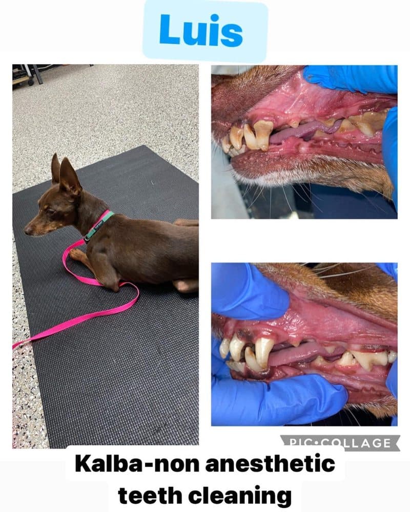 Kalba Dog Services