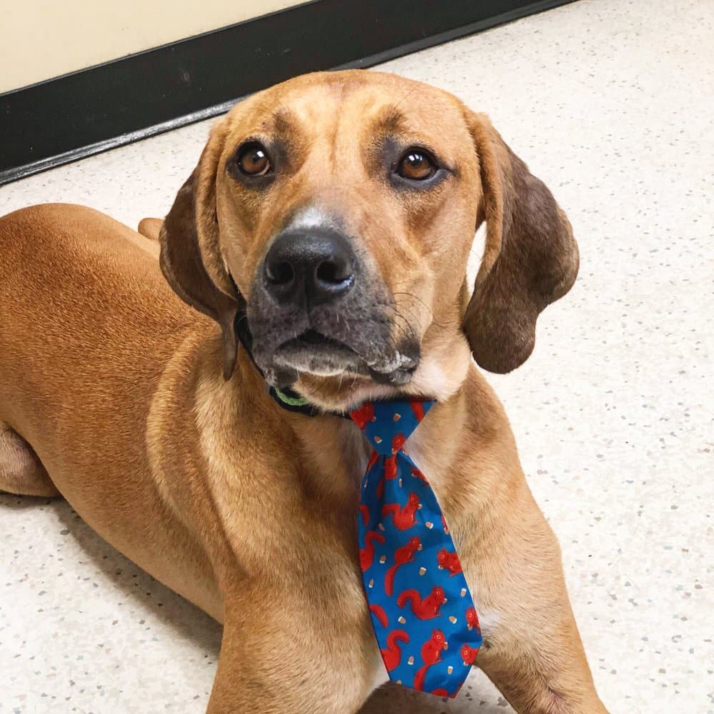 Ehrlich Animal Hospital & Arthritis Therapy Center