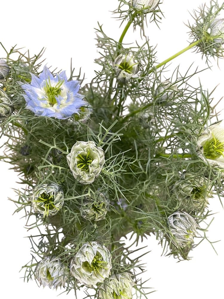 D Kay Wholesale Florist