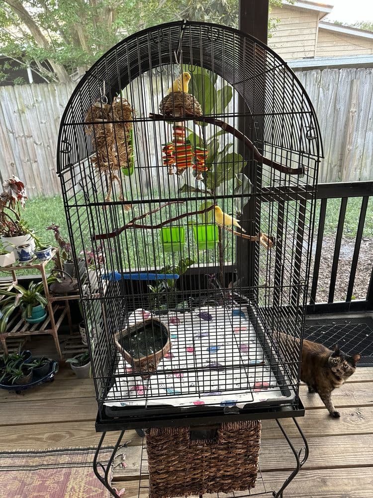 Exotic Bird Hospital