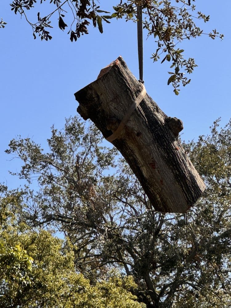 Arbor Wise Professional Tree Care