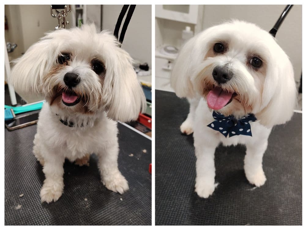 Happy Tails Resort & Spa