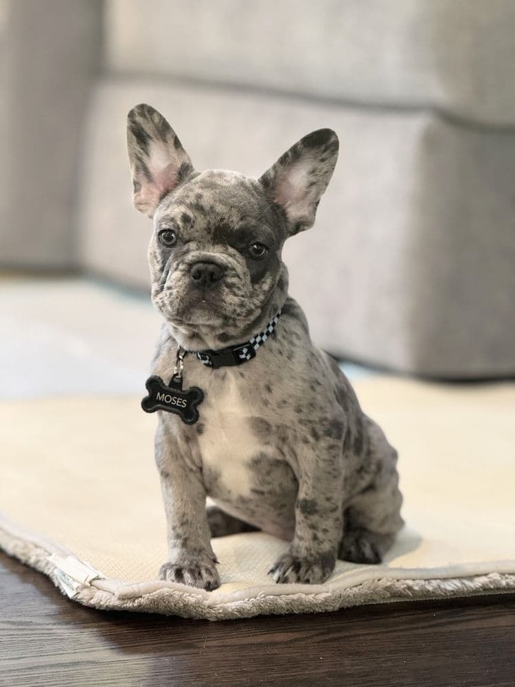 Designer French Bulldogs