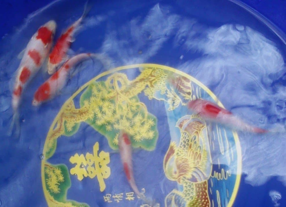 Bonsai Koi Ponds