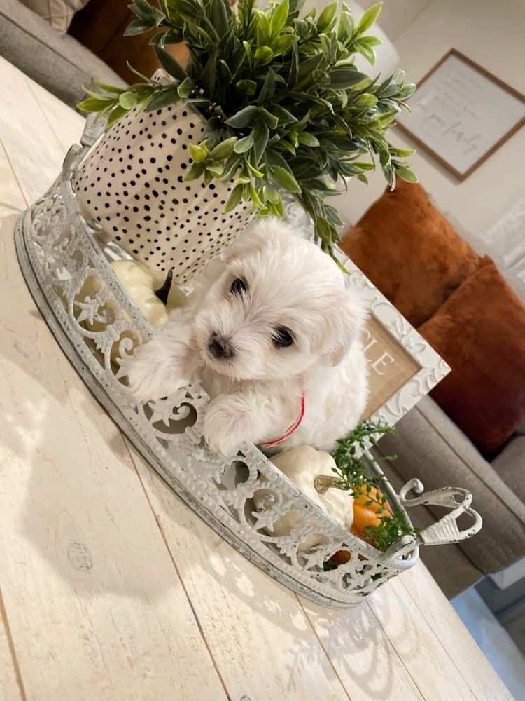 Pups By Mel