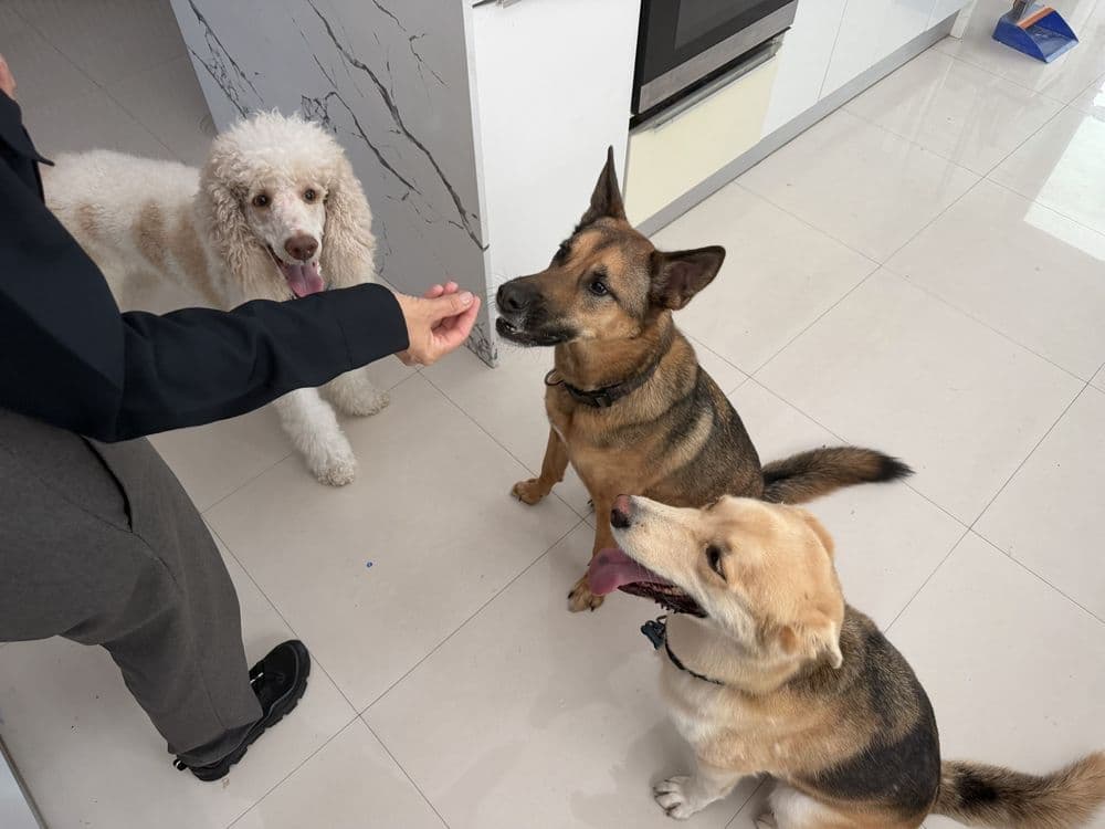Pawmetto Stay And Play