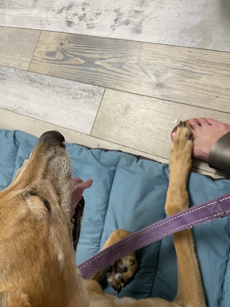 Gulf Coast Veterinary Center of Tampa