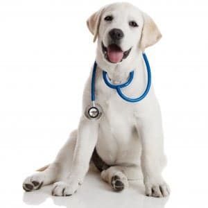 Sarasota Animal Hospital