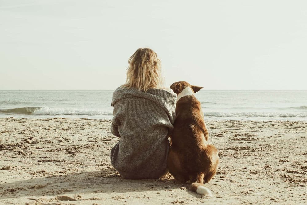 Angel Veterinary Services