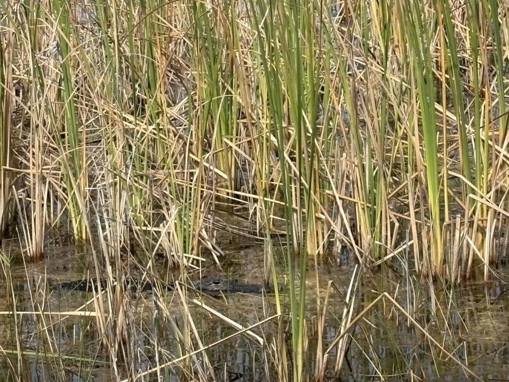 Everglades Alligator and AirBoat Tour