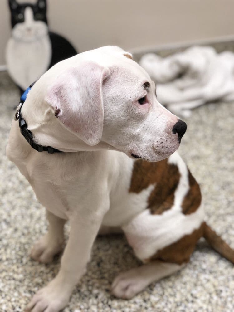 Miramar Animal Hospital
