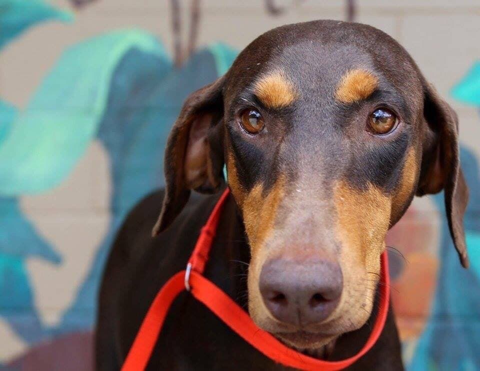Miami Home Vet