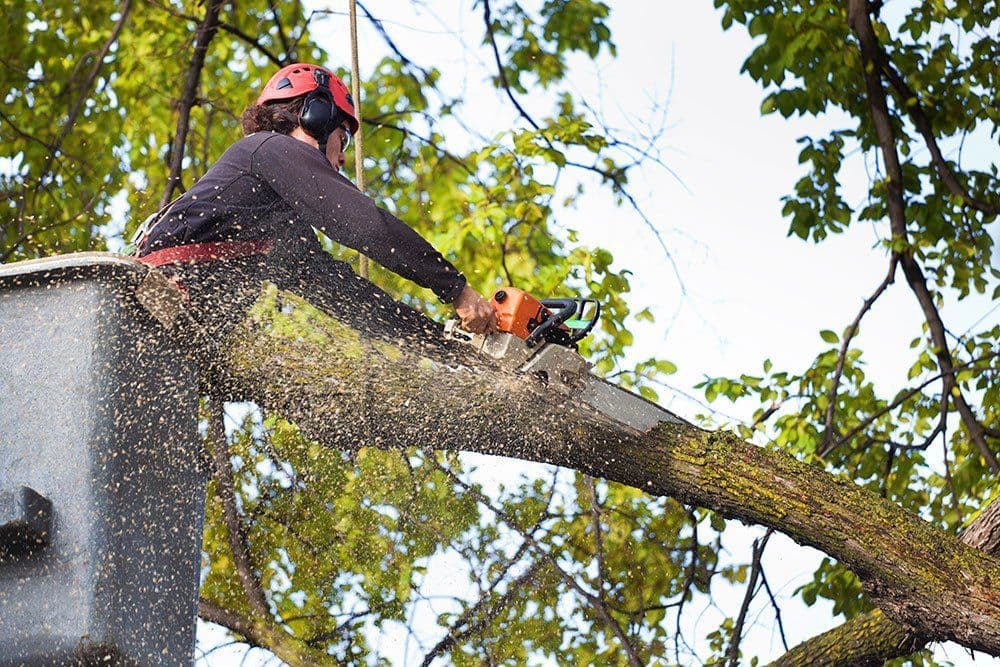 Grove Tree Service & Landscaping