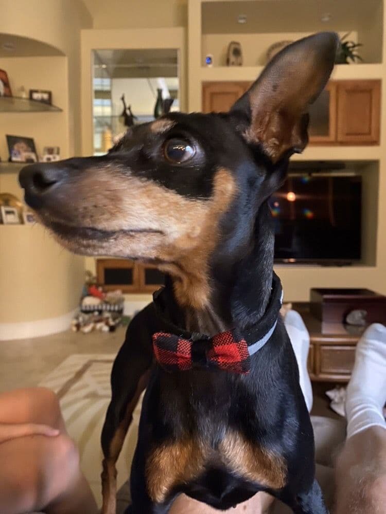 Doggie Dental