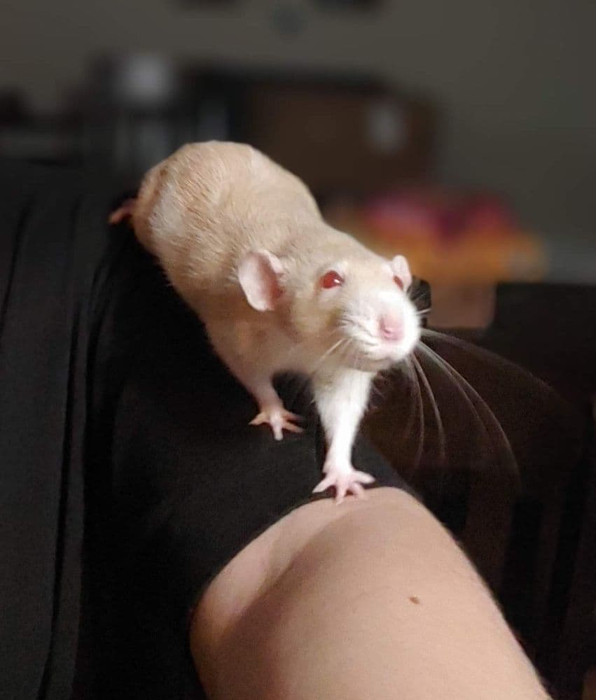 Petratstampa