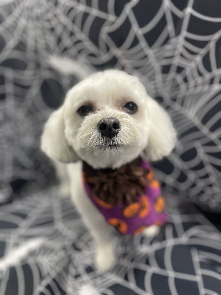 Loving My Paws by Iris