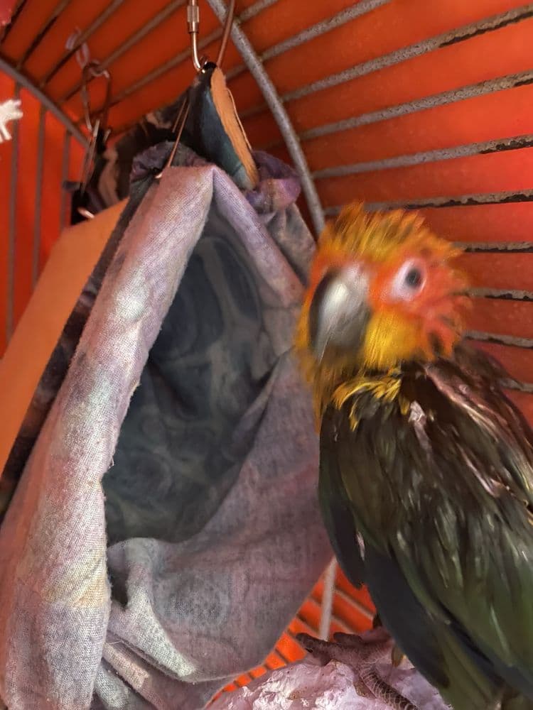 Everything Birds