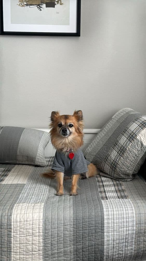 Veterinary Healthcare Associates
