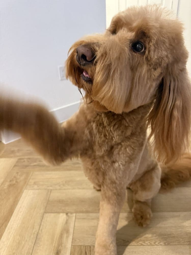Happy Tails Pet Spa
