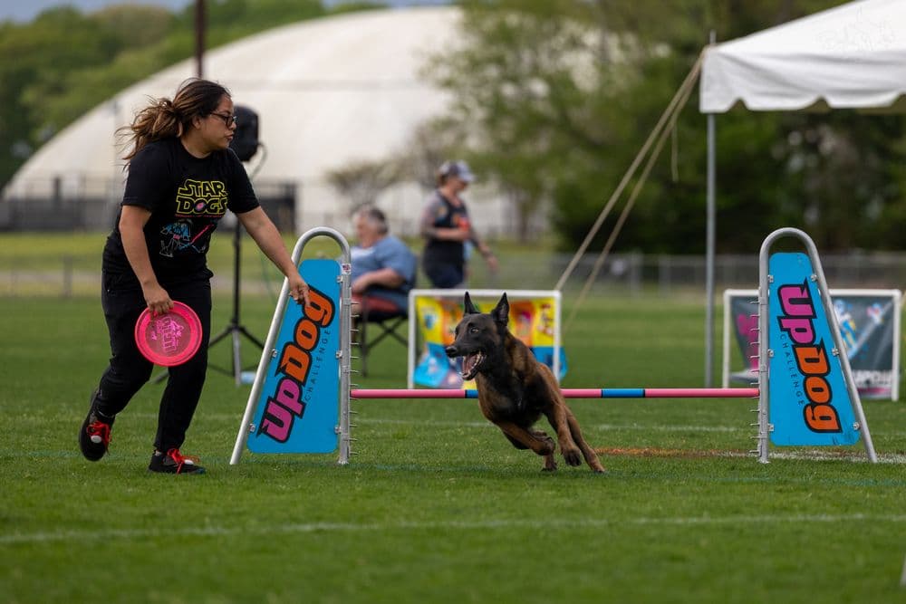 Active Paws Training Academy