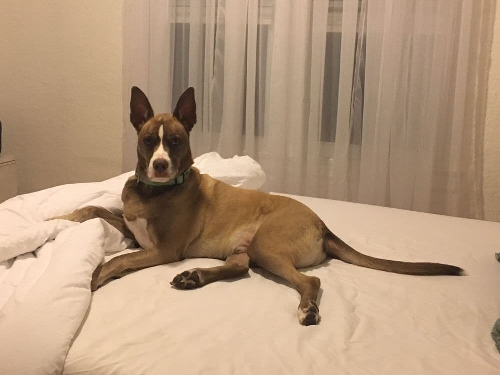 Reigning Cats and Dogs of Jacksonville LLC