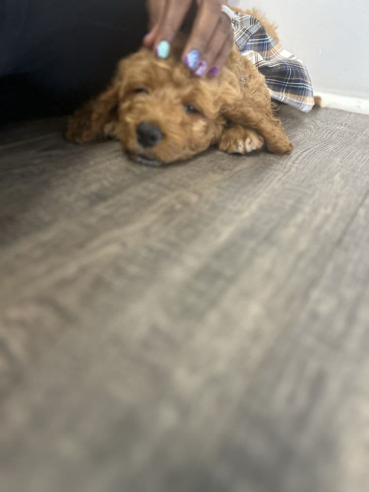 Puppies & Yoga
