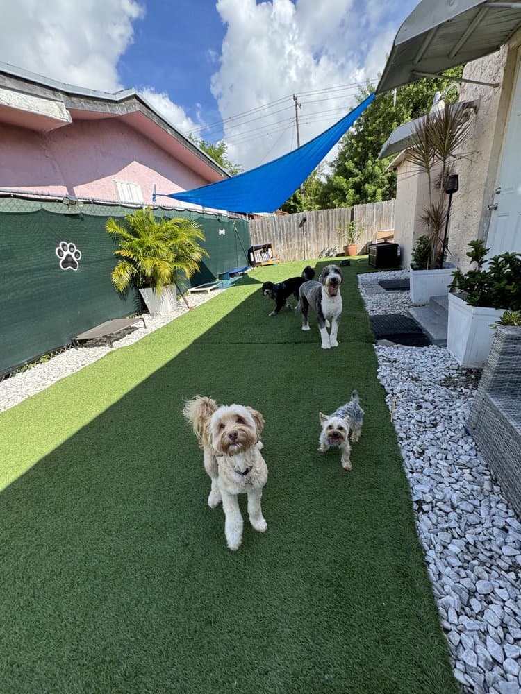 Pawfect Pals Miami