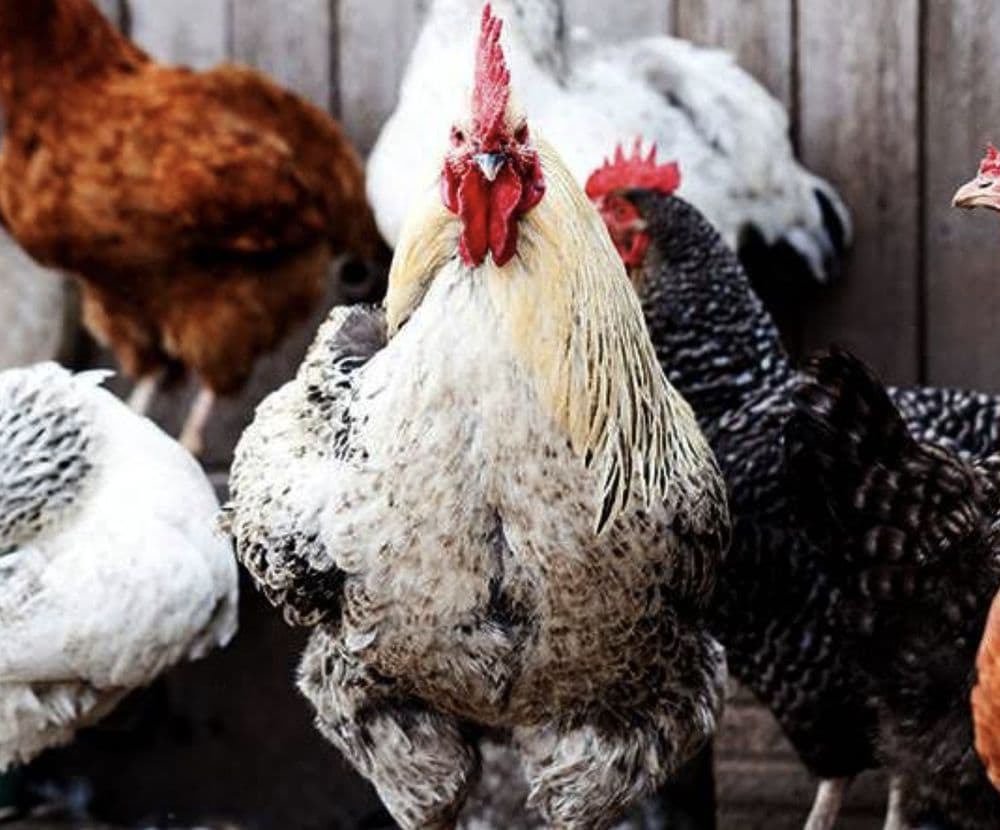 El Gallo Rojo Pet Shop