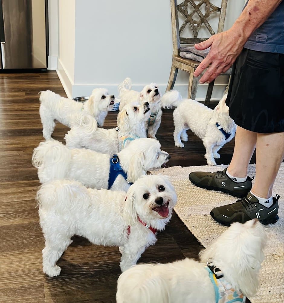 Paws Academy Dog Training
