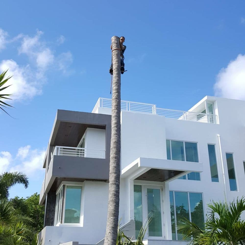 Spiderman Tree Service