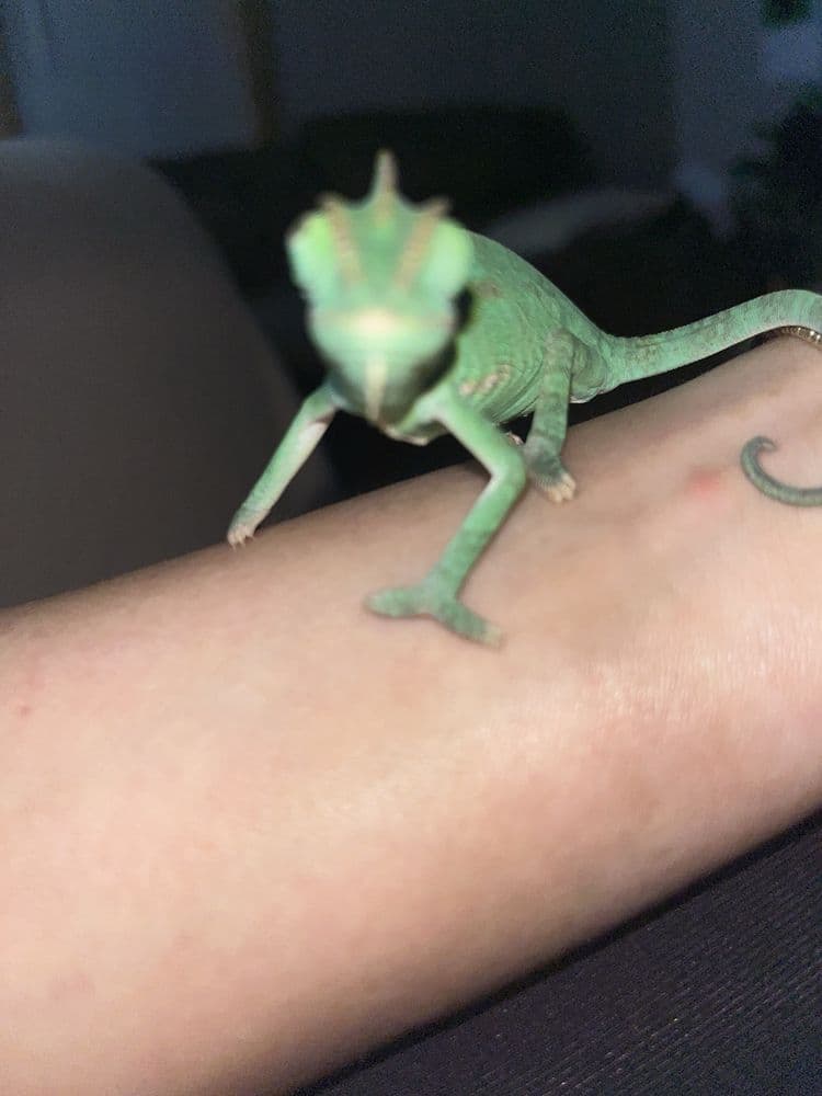 Carol's Critters