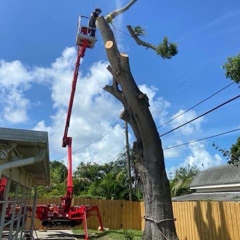 Triangle Tree Service & Landscape
