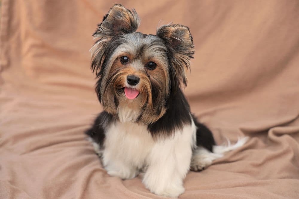 FancyFur Mobile Dog Grooming