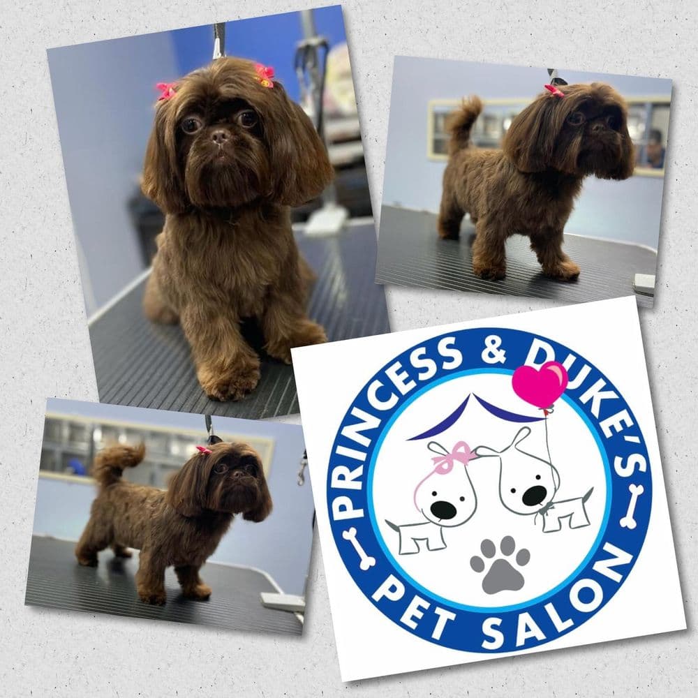 Princess & Dukes Pet Salon