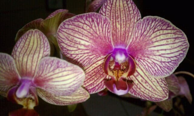 Ginny's Orchids