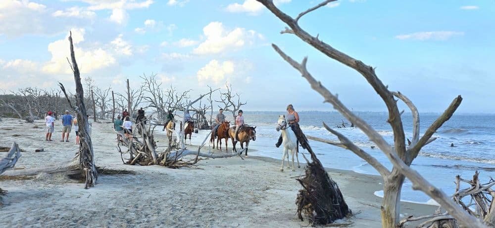 Driftwood Beach