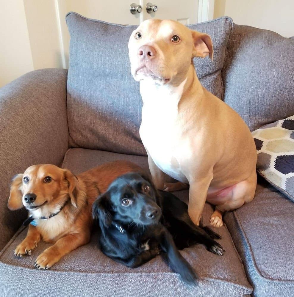 3 Tails Pet Care