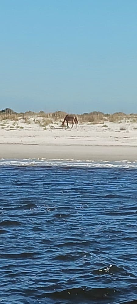 Amelia River Cruises & Charters