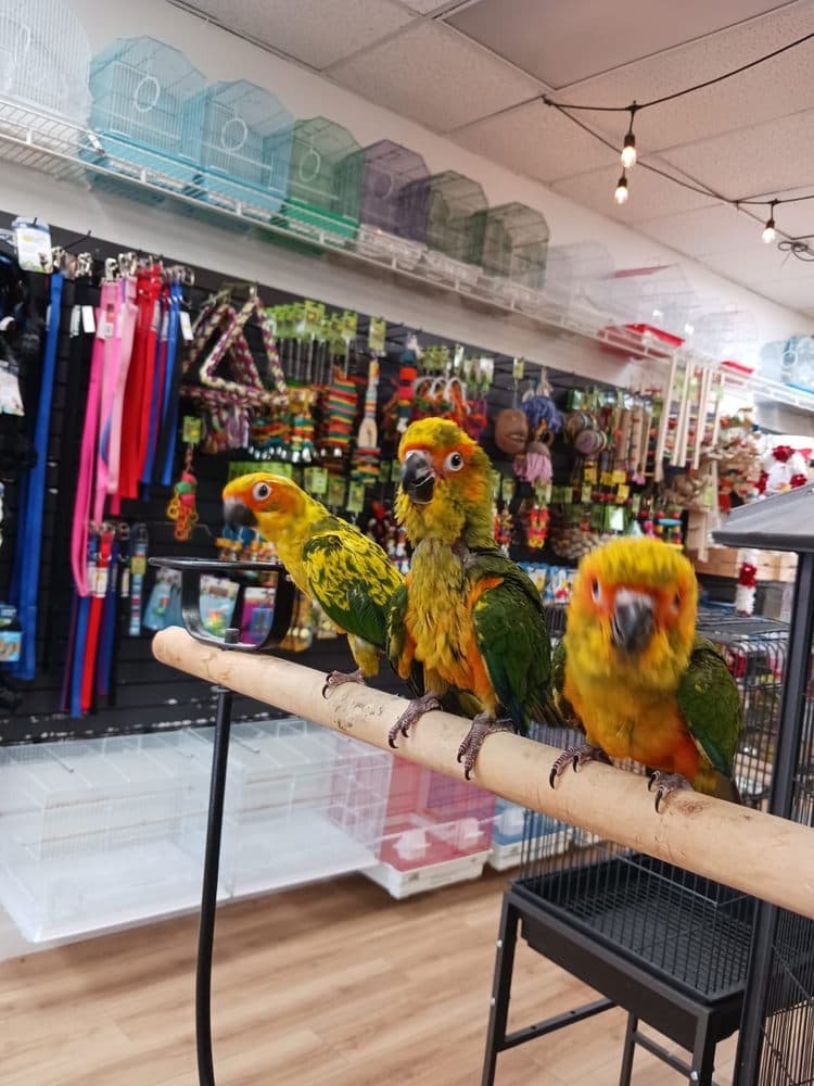 BubaPet - Pet Store