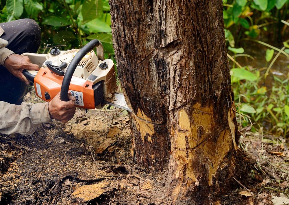 Marshall’s Tree Service And Landscaping