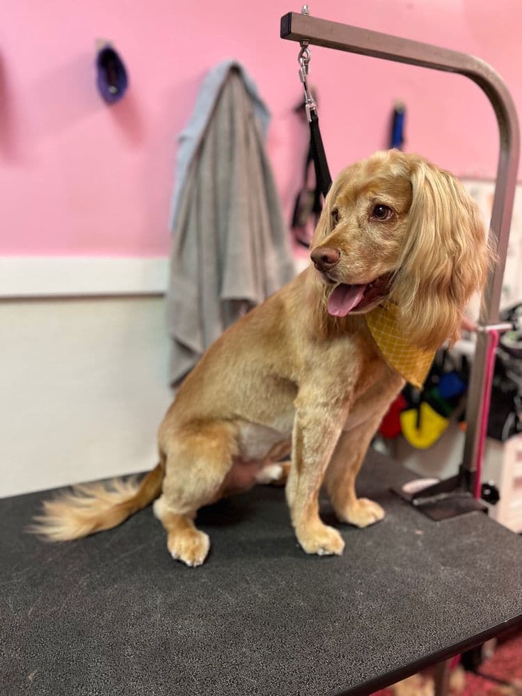 Woof Gang Bakery and Grooming Pompano Beach
