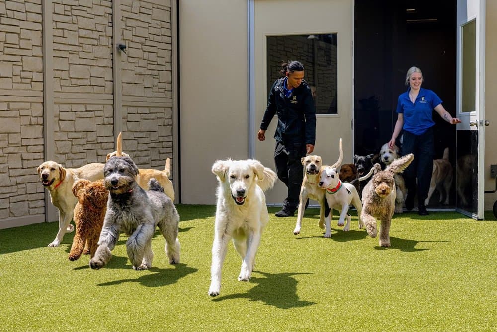 The Barking Lot Pet Resort