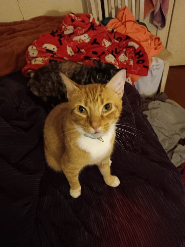 Soft Touch Pet Sitting