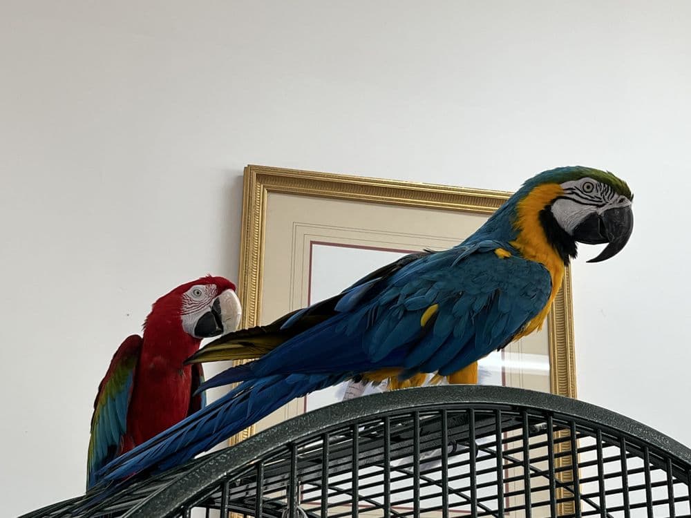 Mias Blessing Pet Shop