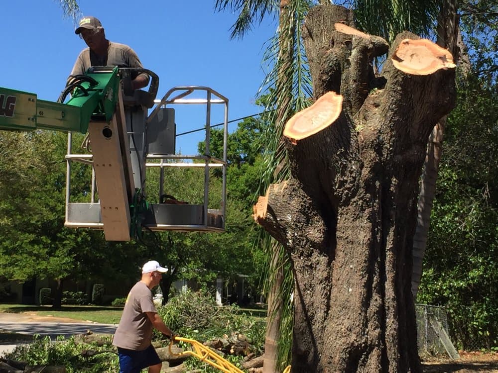 Rick's Tree And Landscaping Services