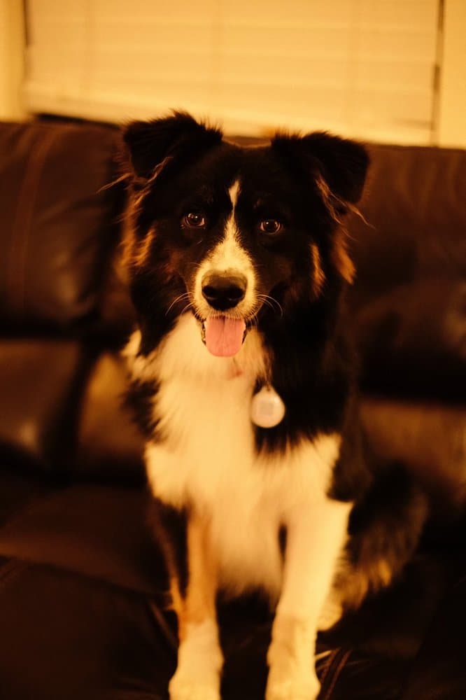 Crown Dog Training
