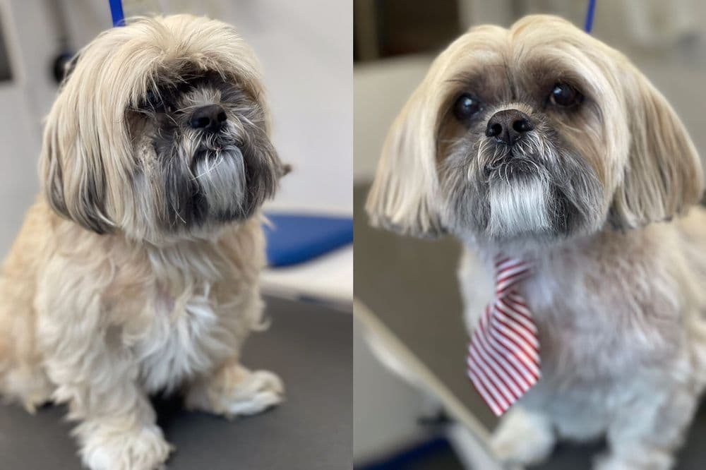 Pup Cuts Mobile Grooming