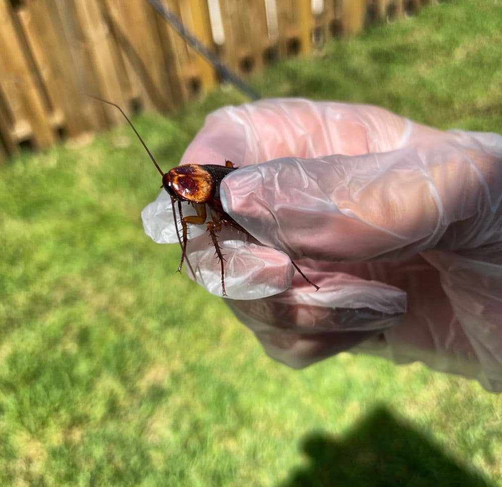 Royal Pest & Termite